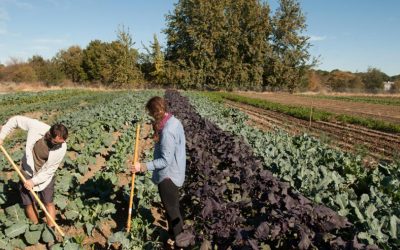 Si do të financohet sektori i bimëve mjekësore? – Risi mbështetja e përpunimit