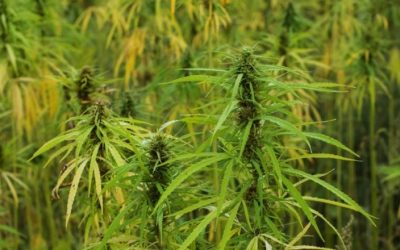 Gjermania nga muaji tjetër legalizon përdorimin e kanabisit