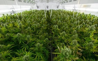 Gjermani, sot hyn në fuqi legalizimi i kanabisit