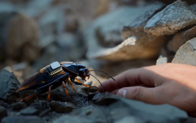 Një startup gjerman po shndërron buburrecat në “spiunë robotik