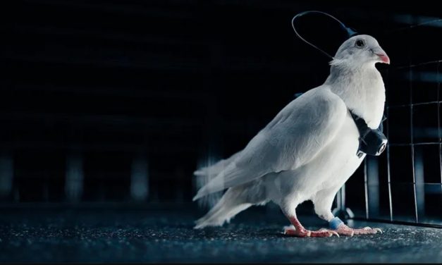 Pëllumbat shndërrohen në “dronë biologjikë” pasi iu implantohet një çip në tru dhe një kamera