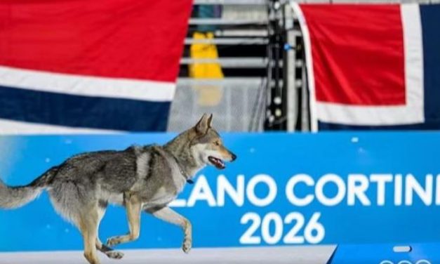 ‘Milano Cortina’/ Njihuni me Nazgul, qenin që ‘mori pjesë’ në Olimpiadën Dimërore dhe kaloi vijën e finishit