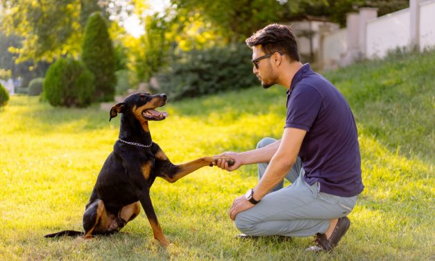 Traini reklamon produktin e parë që ju ndihmon të flisni me qenin tuaj